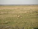 856 Pronghorn in Badlands prairie